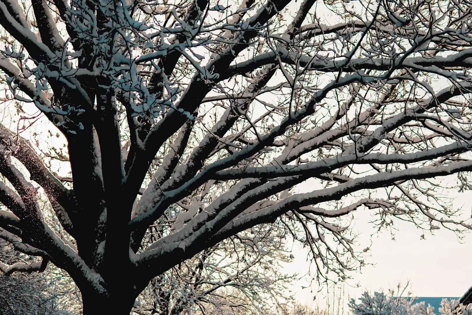 Allée bordée de grands arbres nus couverts de neige, charpentières lisibles jusqu'aux extrémités
