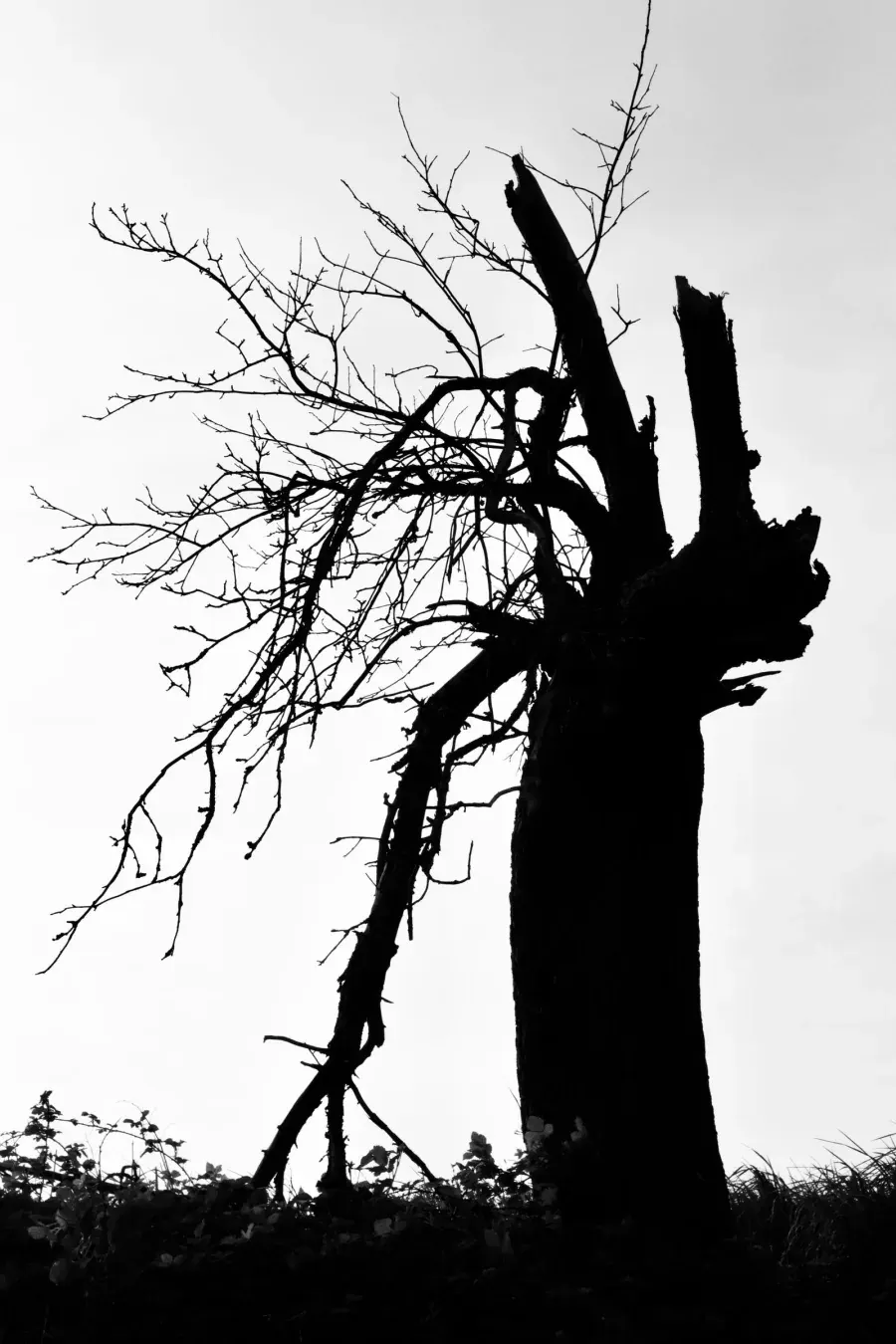 Silhouette en contre-jour d'un arbre mort au tronc rompu, branches sèches et cassées