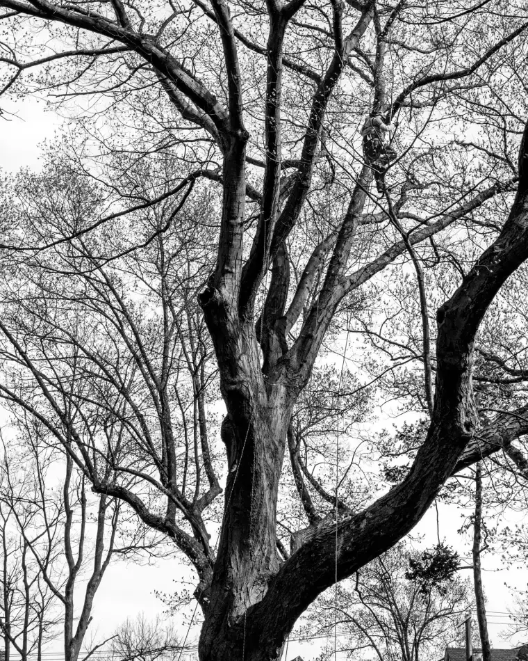 Contre-plongée en noir et blanc sur la charpentière d'un grand arbre sans feuilles, une corde de grimpe pendue à une branche