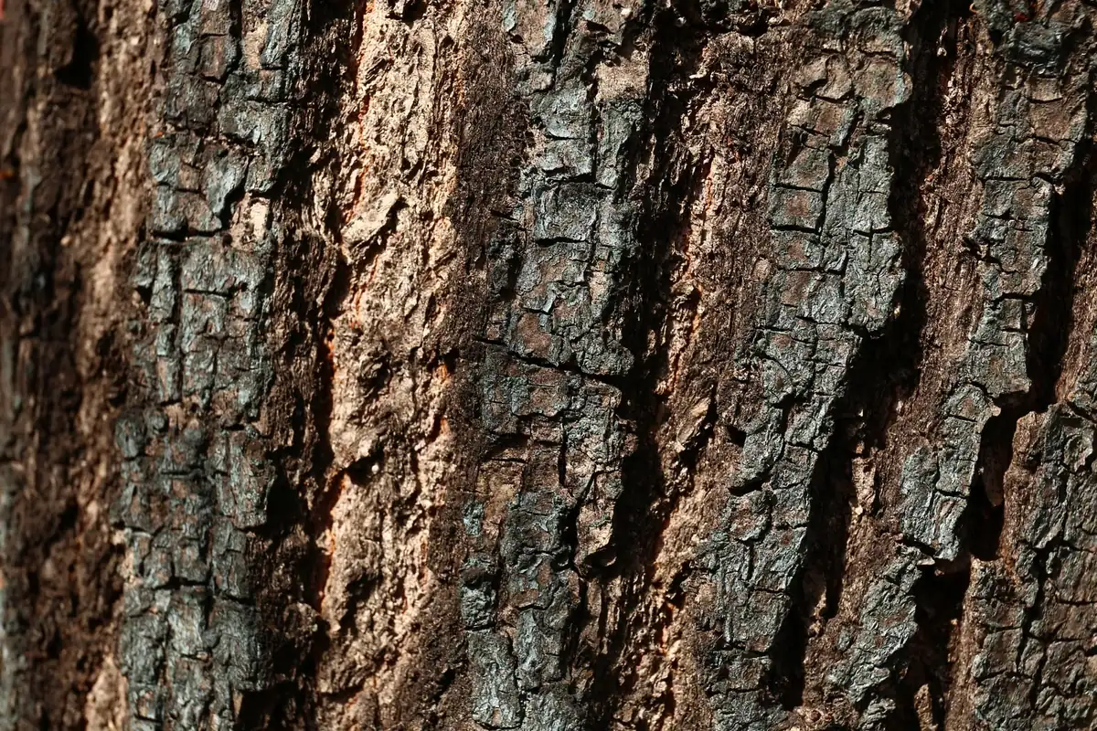 Gros plan sur l'écorce crevassée d'un tronc, sillons profonds et plaques sombres