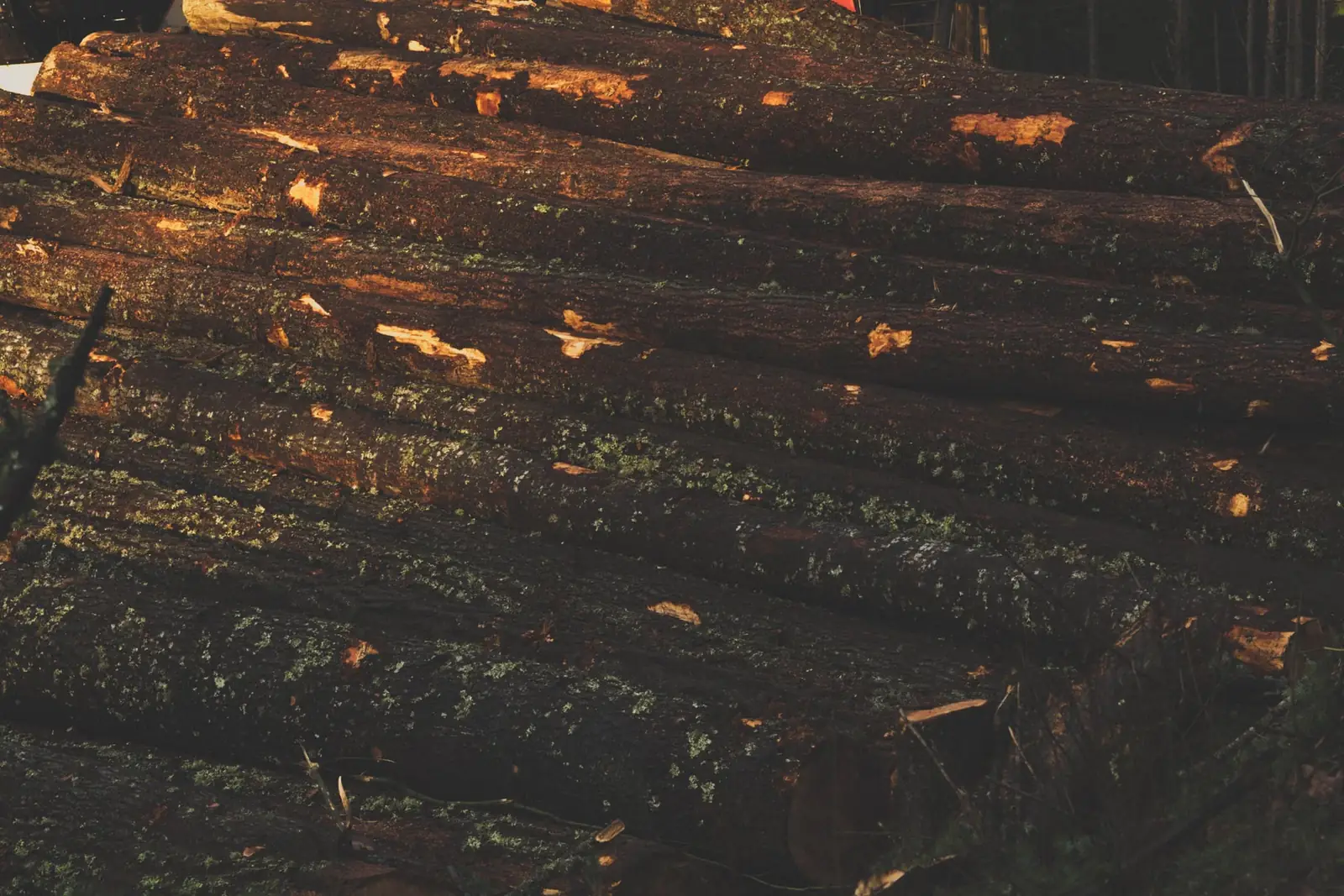 Pile de grumes fraîchement abattues, écorce couverte de lichen et entailles de tronçonneuse éclairées de biais