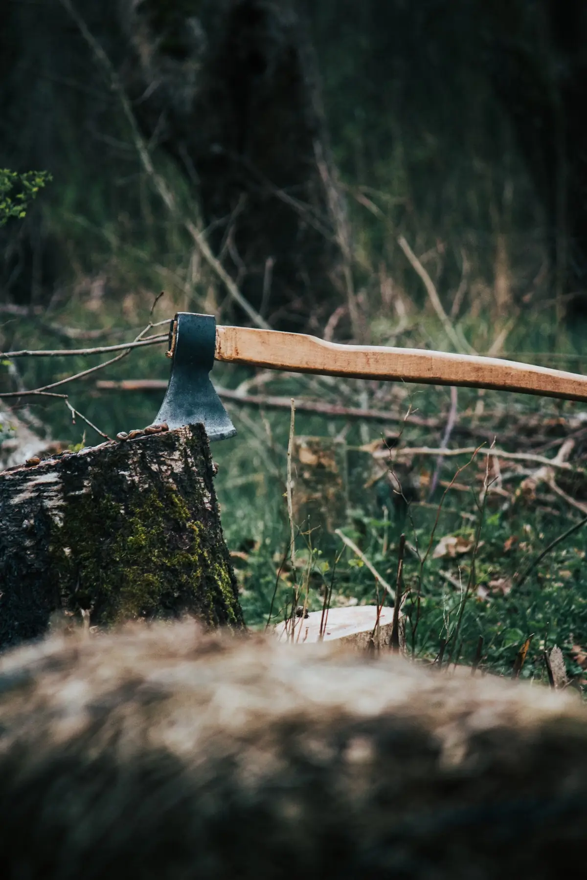 Hache plantée dans une souche fraîchement coupée, au milieu d'une coupe encombrée de branches