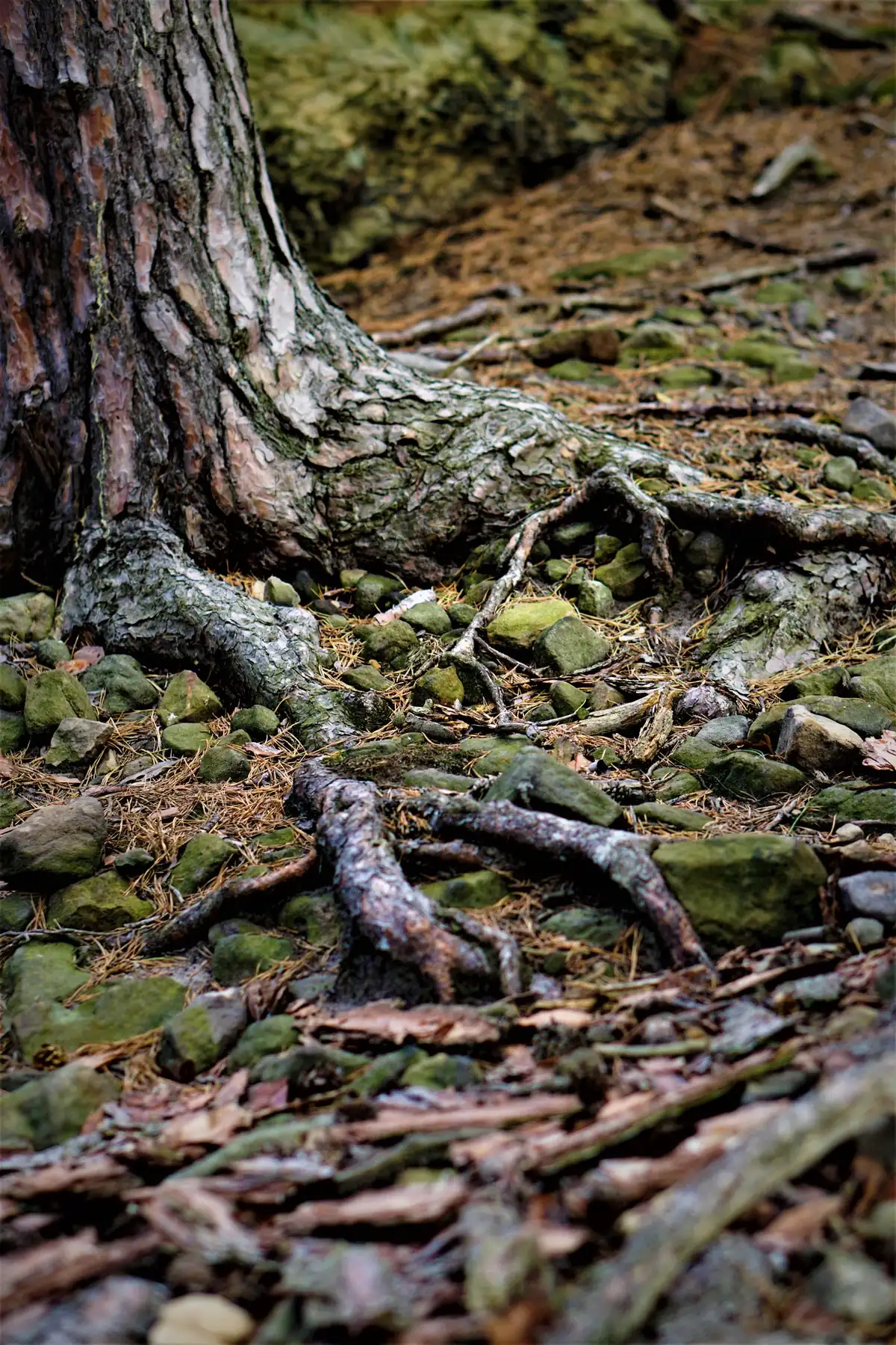 Racines nues d'un conifère courant en surface entre les pierres et les écorces d'un sol forestier