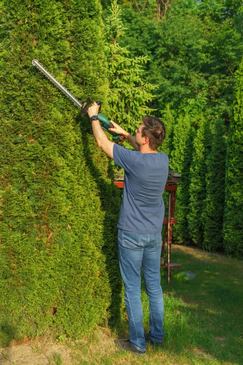 Homme taillant au taille-haie thermique une haie de thuyas de plus de deux mètres de haut, dans un jardin