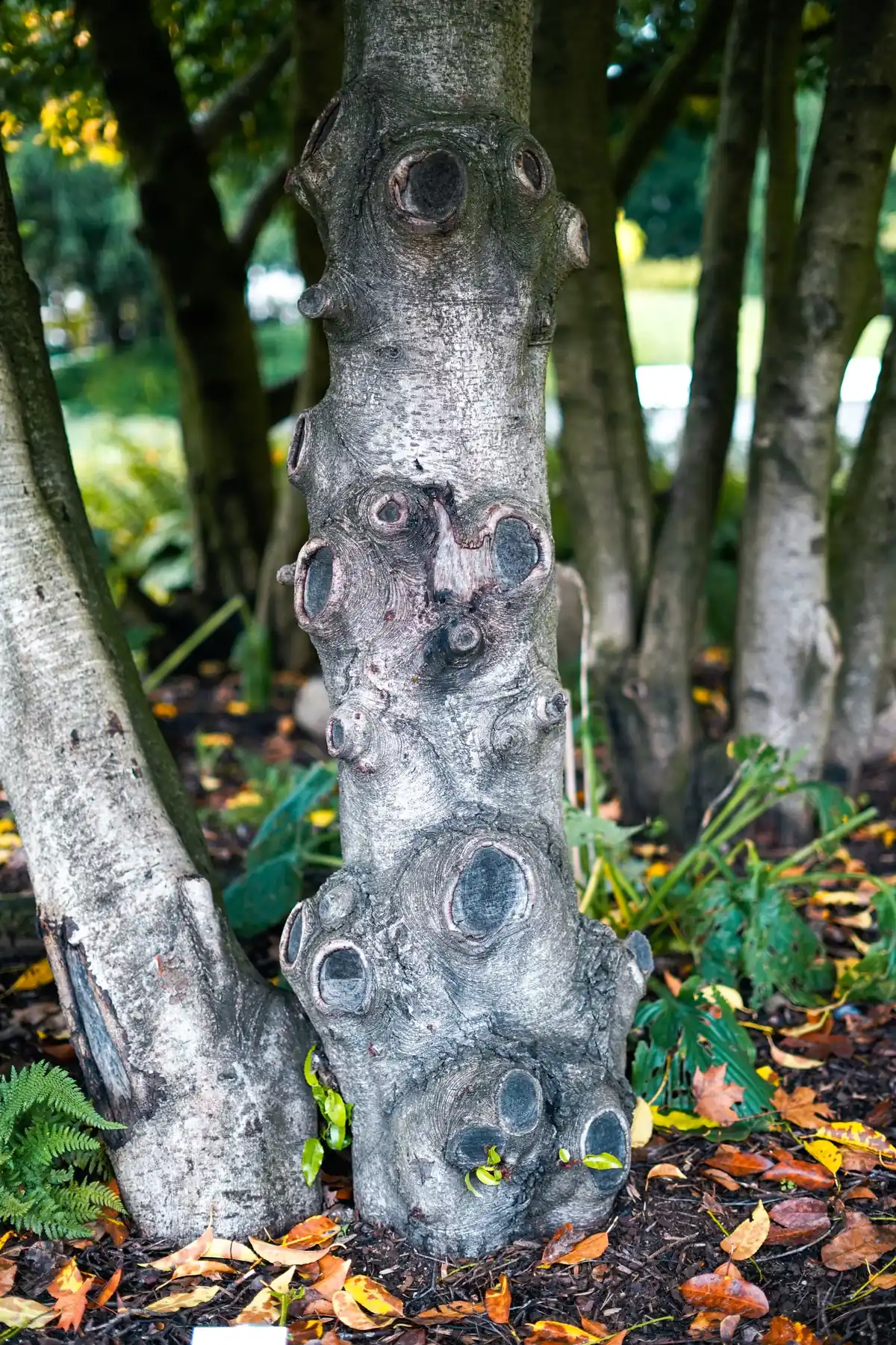 Tronc lisse constellé de plaies de taille rondes et de bourrelets saillants, dans un sous-bois